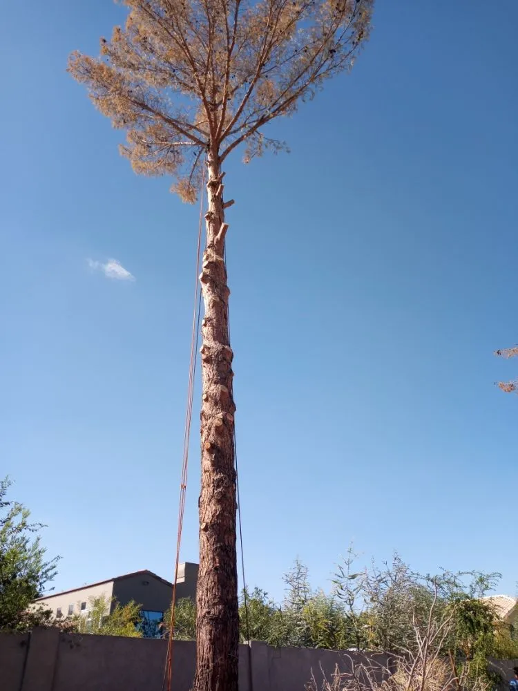 Professional landscape design near you across Surprise, AZ - Danny's Tree & Landscaping