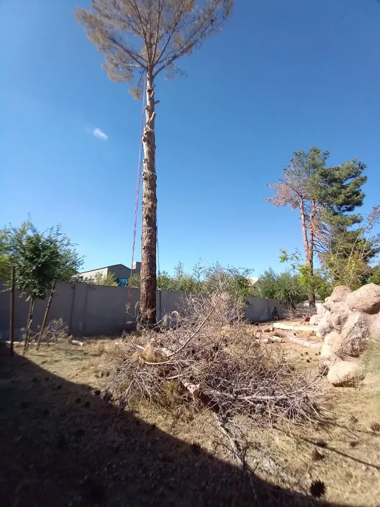 Reliable landscaping services in Surprise, AZ by Danny's Tree & Landscaping