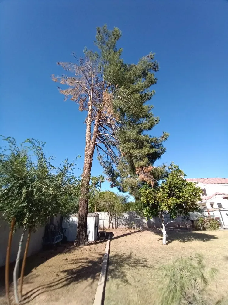 Reliable landscape installation for outdoor upgrades across Surprise, AZ - Danny's Tree & Landscaping