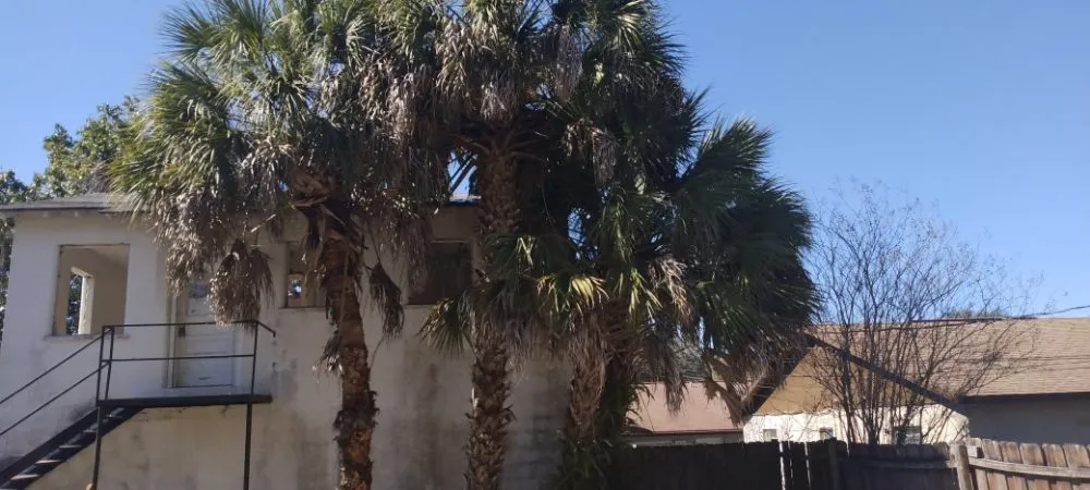 Reliable residential landscaping experts serving St. Petersburg, FL - Dan's A1 Tree Service