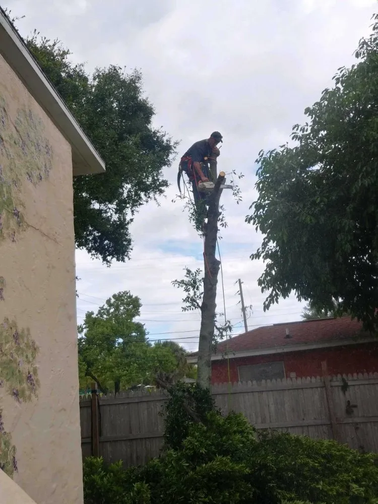 Expert lawn mowing service for year-round maintenance in St. Petersburg, FL by Dan's A1 Tree Service