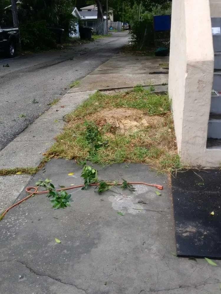 Top-rated yard cleanup service near you across St. Petersburg, FL - Dan's A1 Tree Service