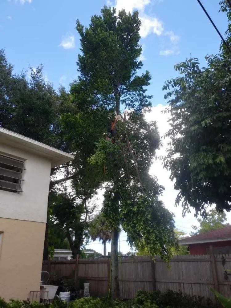 Reliable outdoor landscaping in St. Petersburg, FL by Dan's A1 Tree Service