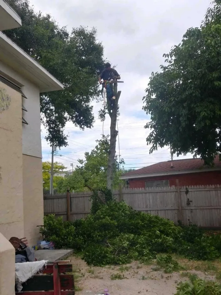 Reliable landscape design in St. Petersburg, FL - Dan's A1 Tree Service