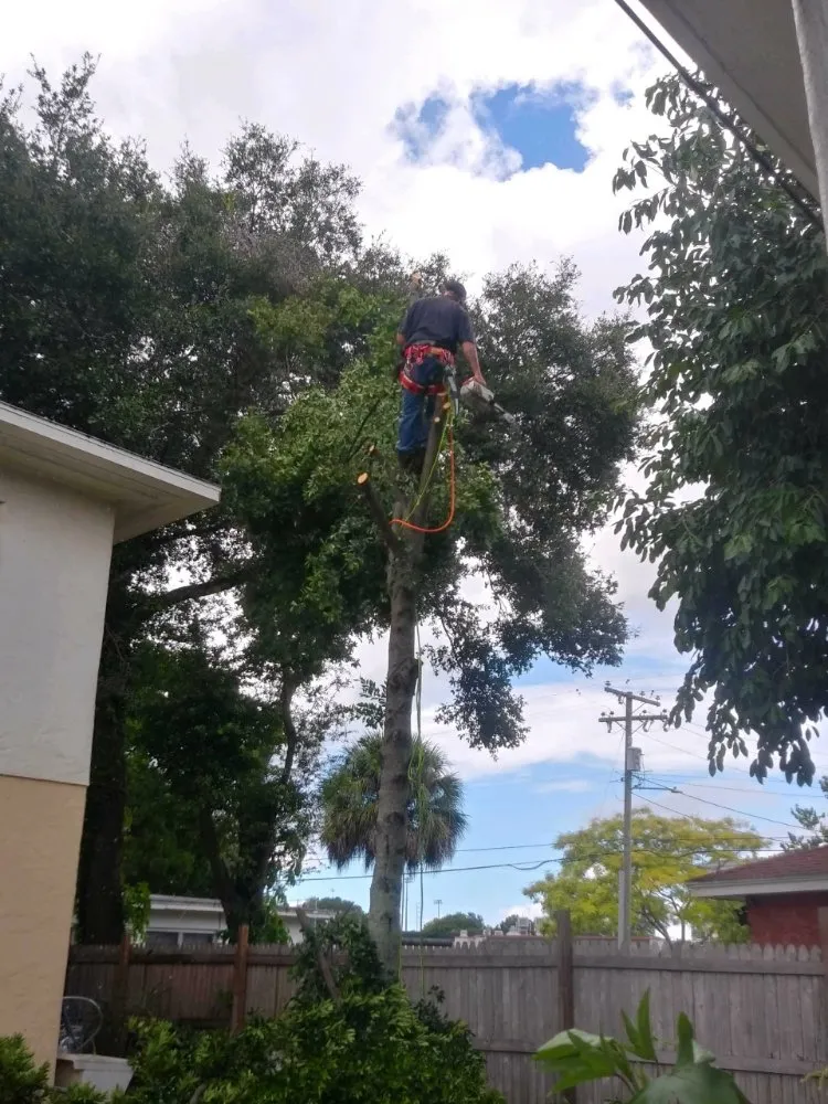 Reliable lawn care service in St. Petersburg, FL - Dan's A1 Tree Service