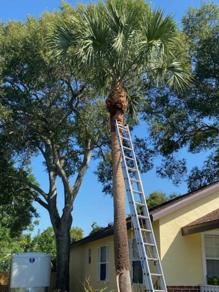 Expert outdoor landscaping for homes across St. Petersburg, FL - Dan's A1 Tree Service