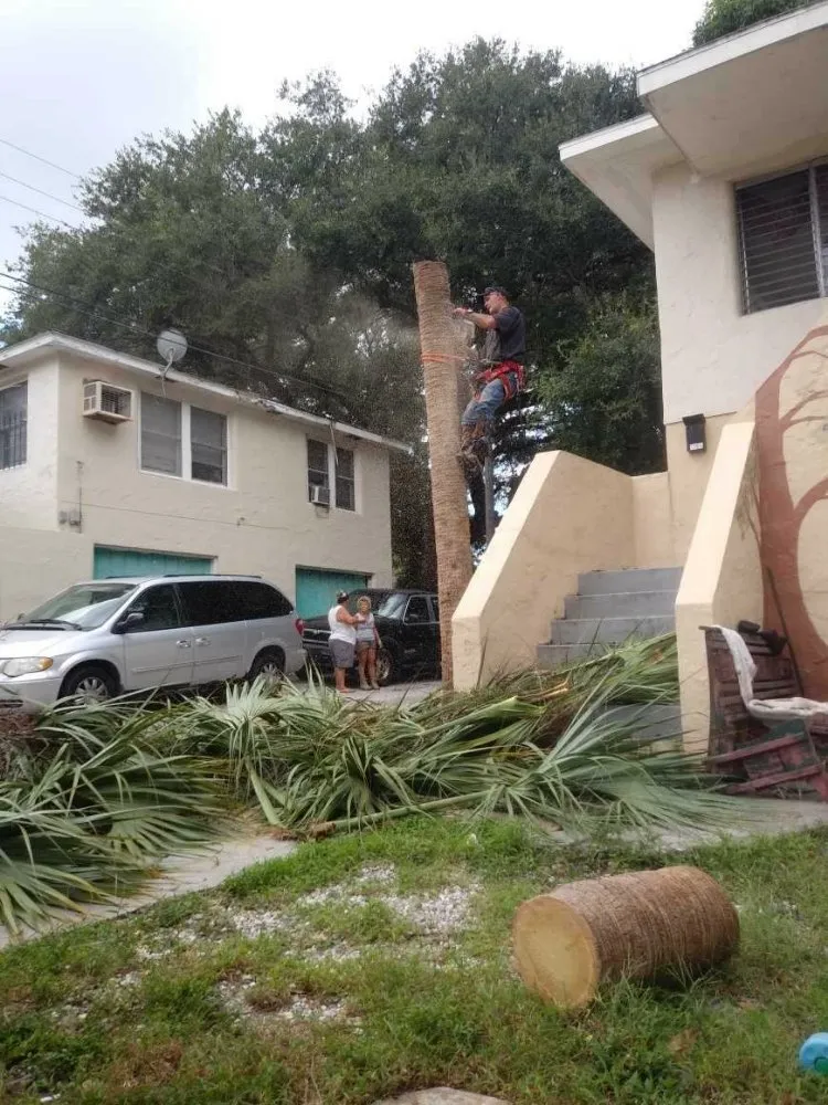 Trusted yard cleanup service in St. Petersburg, FL - Dan's A1 Tree Service
