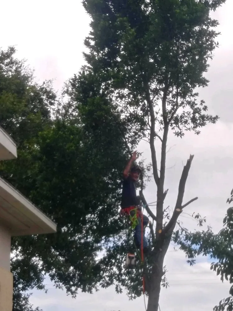 Professional residential landscaping for year-round maintenance across St. Petersburg, FL - Dan's A1 Tree Service