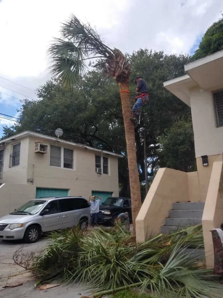 Local lawn mowing service experts serving St. Petersburg, FL - Dan's A1 Tree Service