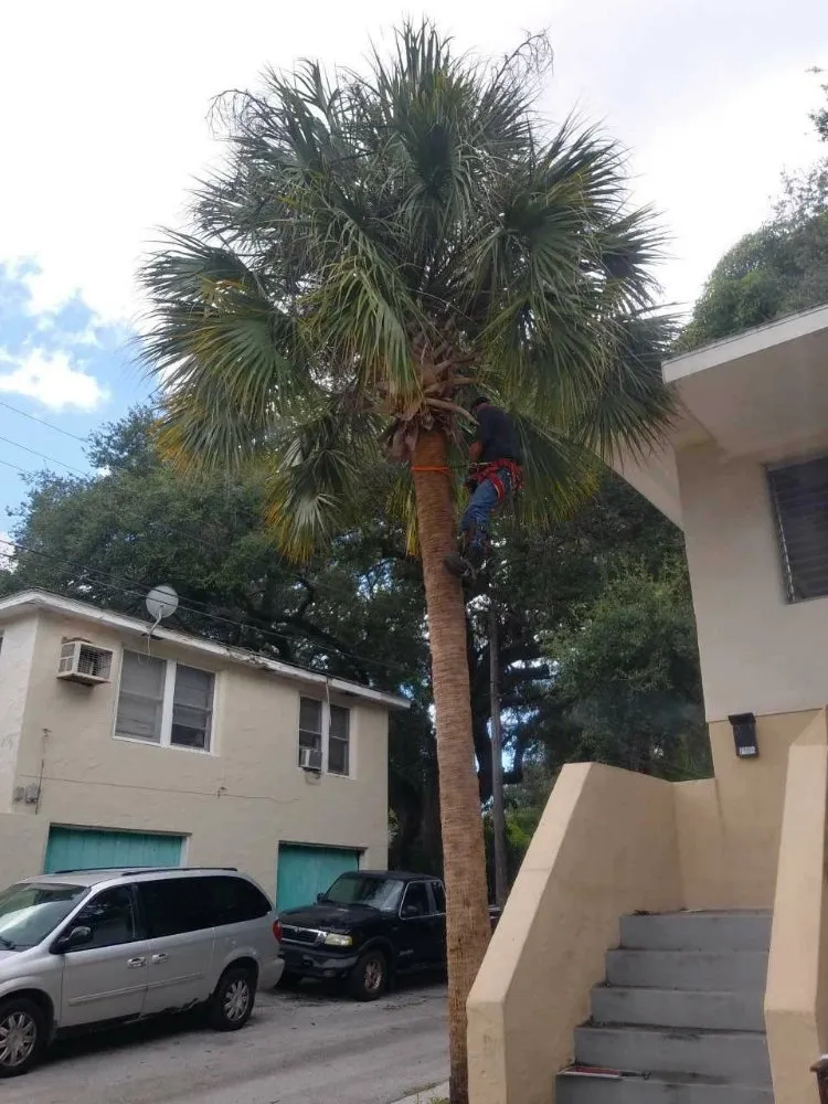 Custom yard cleanup service in St. Petersburg, FL - Dan's A1 Tree Service