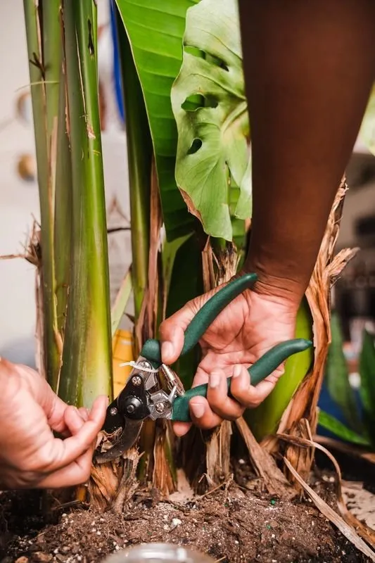 Professional outdoor landscaping in Punta Gorda, FL by Dan's Landscaping Care Services