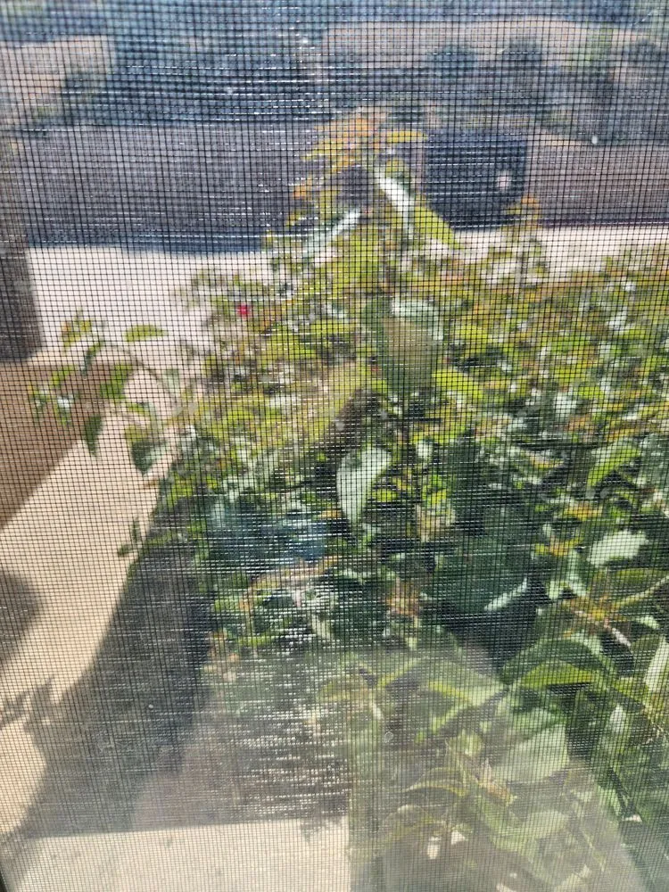 Local yard maintenance experts serving San Luis Obispo, CA - Dan's Landscaping Company