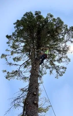 Dan’s Lawn and Tree Service