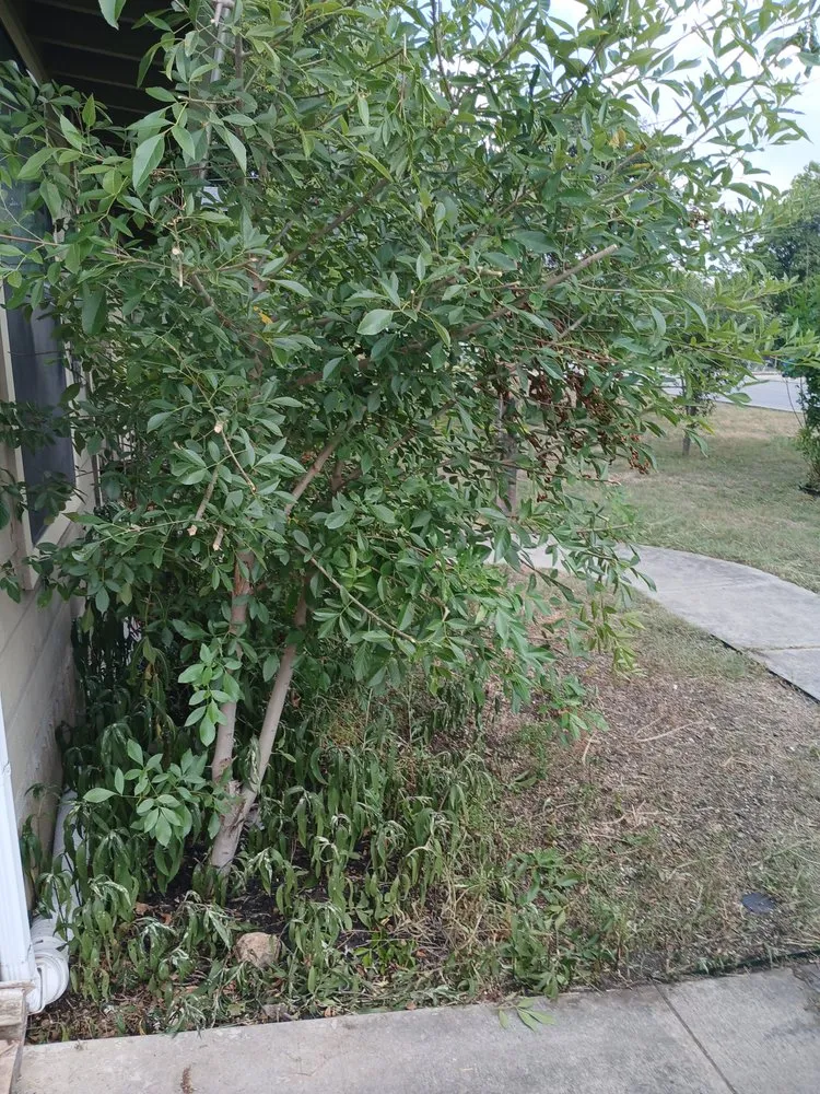 Custom lawn care service experts serving San Antonio, TX - Dan's Lawn Care & Pressure Washing