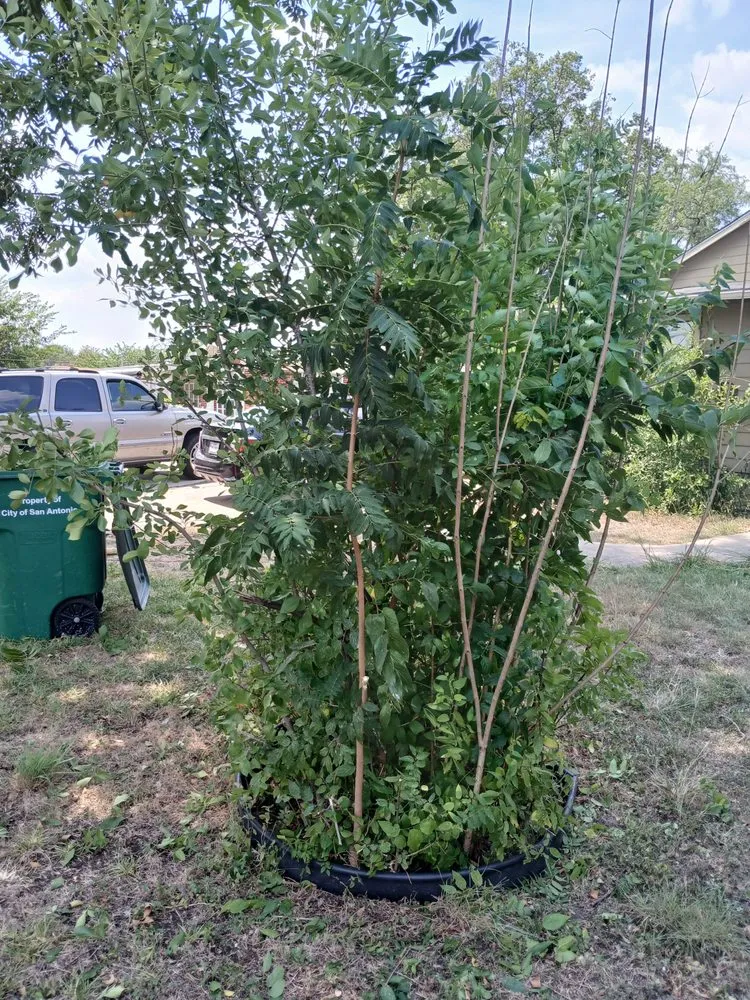 Professional lawn care service experts serving San Antonio, TX - Dan's Lawn Care & Pressure Washing