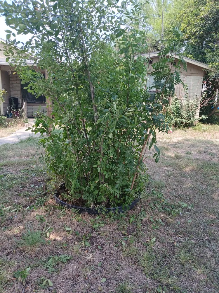 Reliable lawn mowing service in San Antonio, TX - Dan's Lawn Care & Pressure Washing