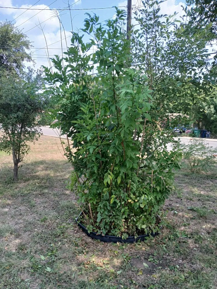 Reliable lawn care service for outdoor upgrades across San Antonio, TX - Dan's Lawn Care & Pressure Washing