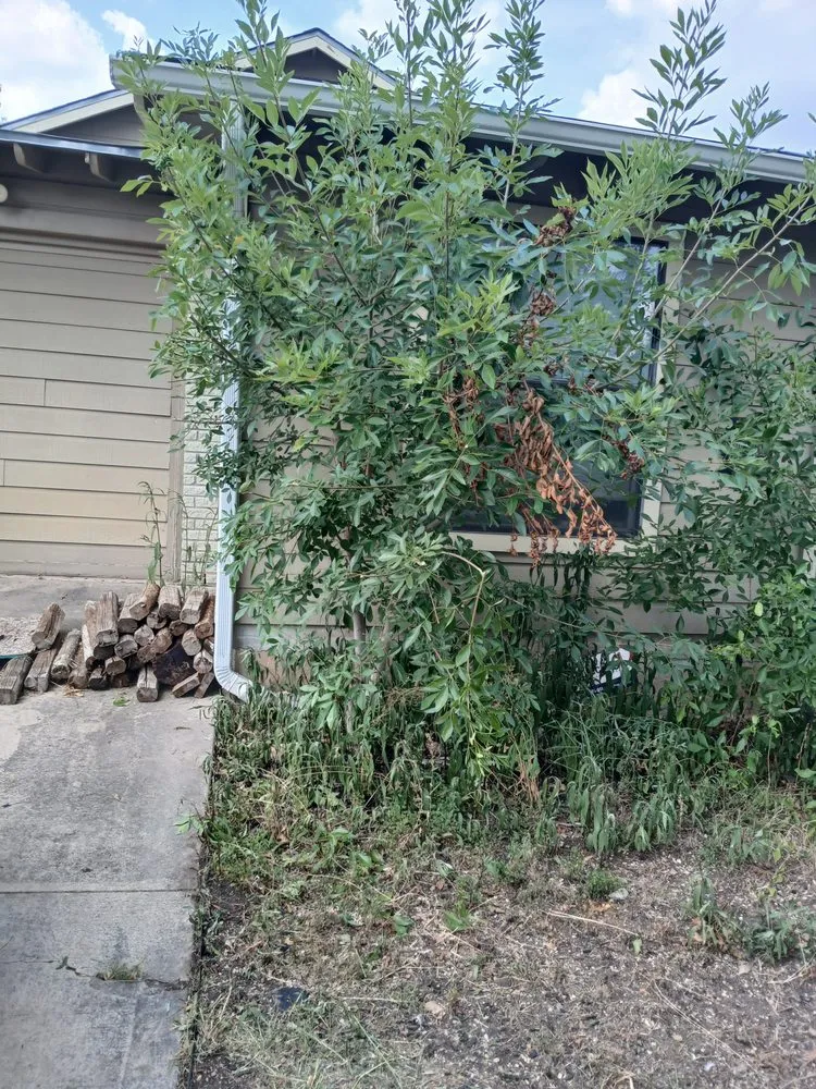 Local yard cleanup service experts serving San Antonio, TX - Dan's Lawn Care & Pressure Washing