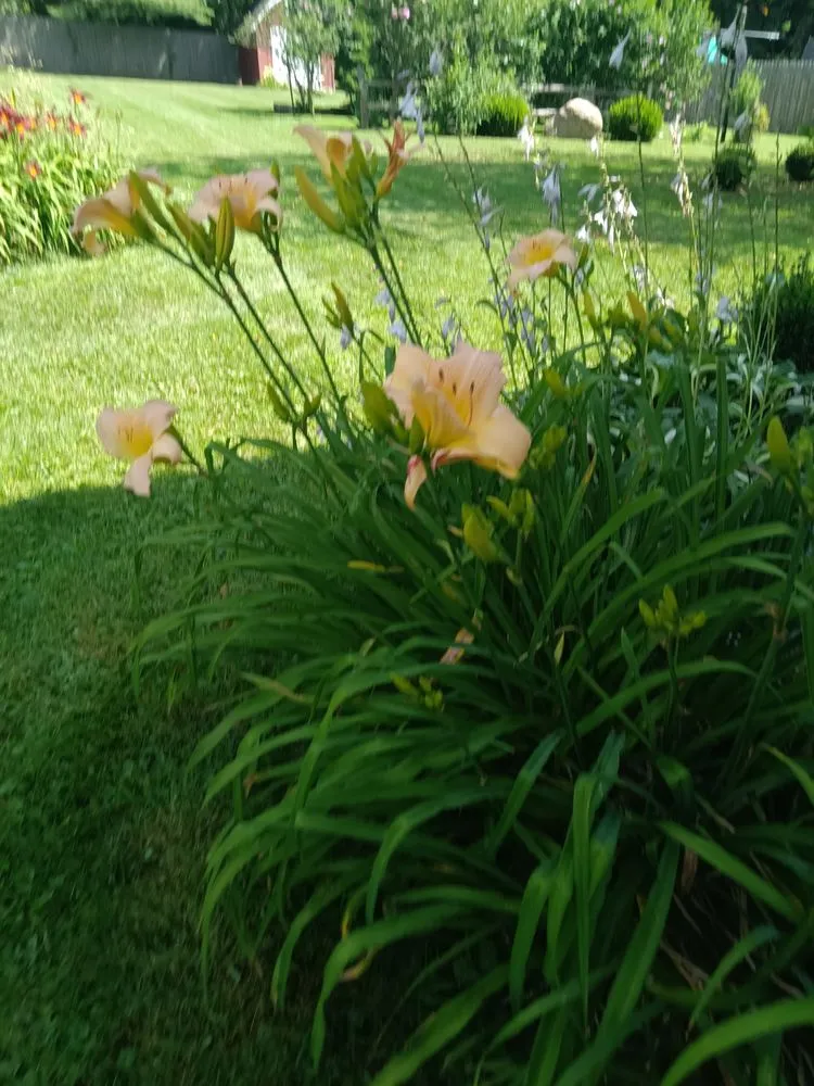 Affordable yard cleanup service for outdoor upgrades across Adrian, MI - Dan's Lawn Care