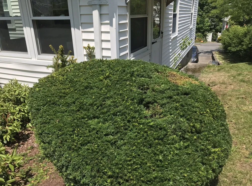 Top-rated yard maintenance in Quincy, MA - Dan’s Lawn Care Quincy