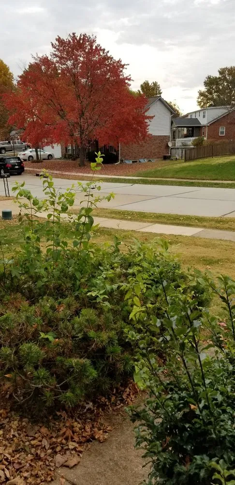 Custom lawn care service in Saint Louis, MO - Dan's Lawn Service