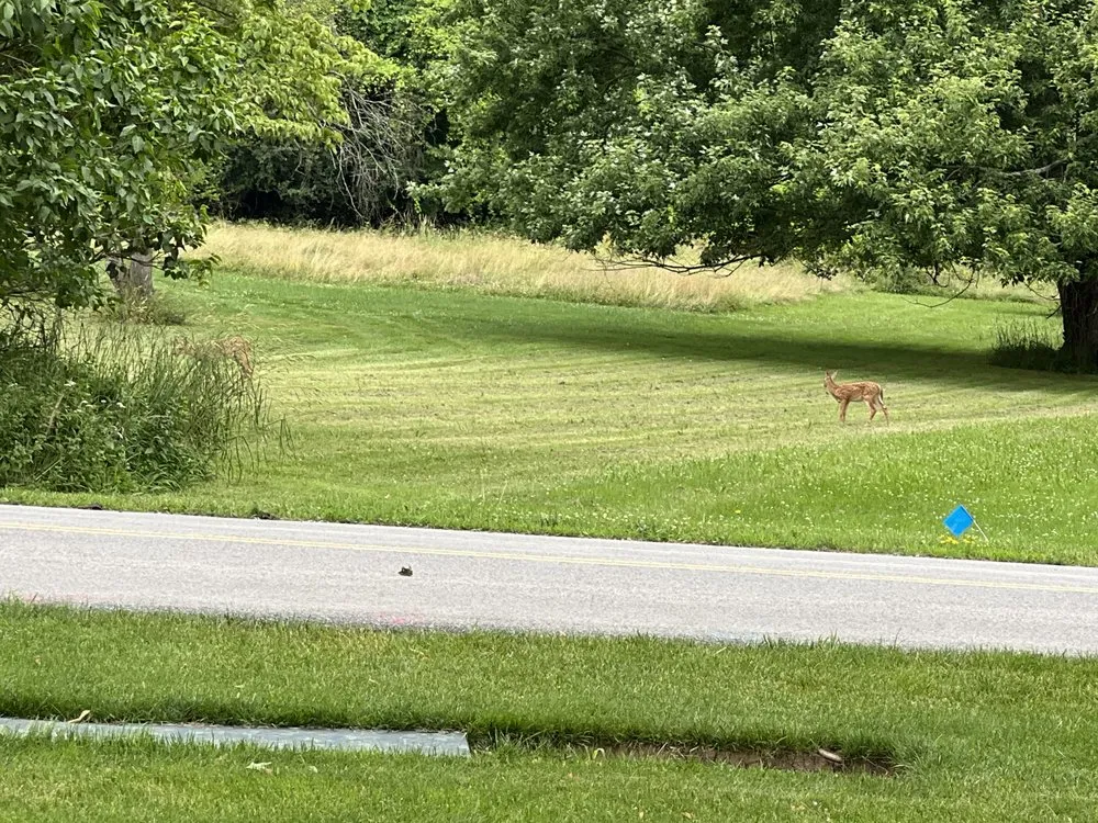 Affordable landscaping services for residential properties in Lockport, NY by Dans Lawns