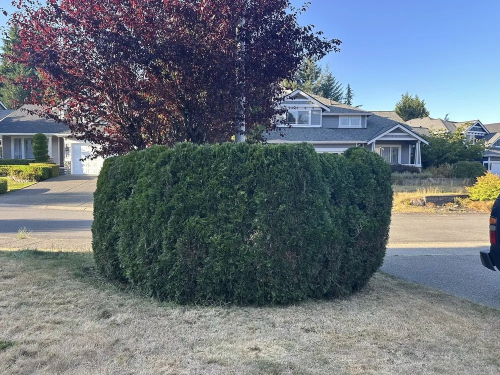 Reliable lawn care service in Renton, WA - Dan's Tidy Turf