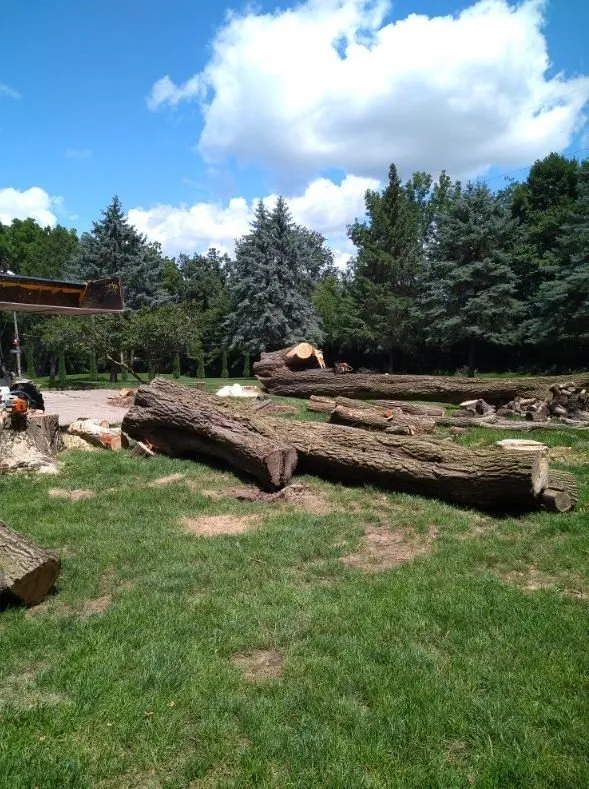 Expert yard cleanup service in Helenville, WI - Dan's Tree & Landscaping