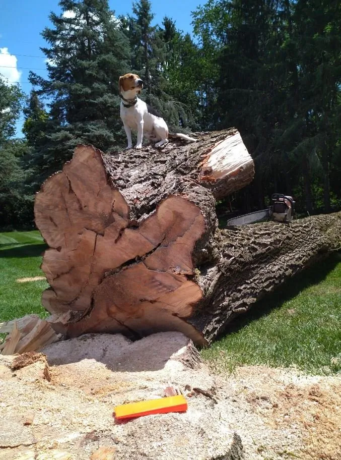 Local landscape installation in Helenville, WI - Dan's Tree & Landscaping