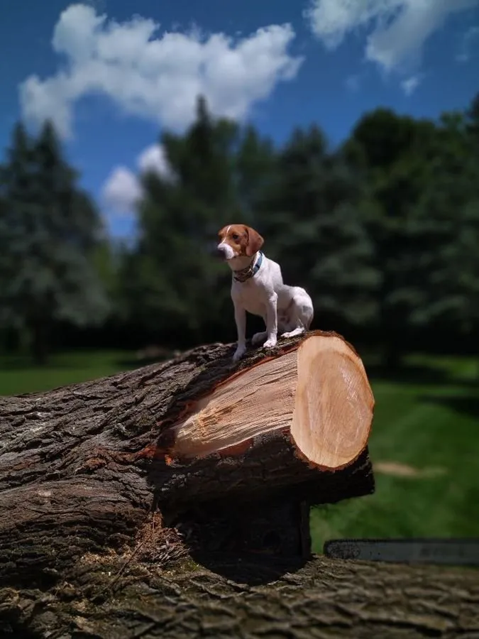 Top-rated residential landscaping in Helenville, WI - Dan's Tree & Landscaping
