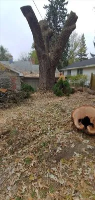 Dan's Tree & Landscaping