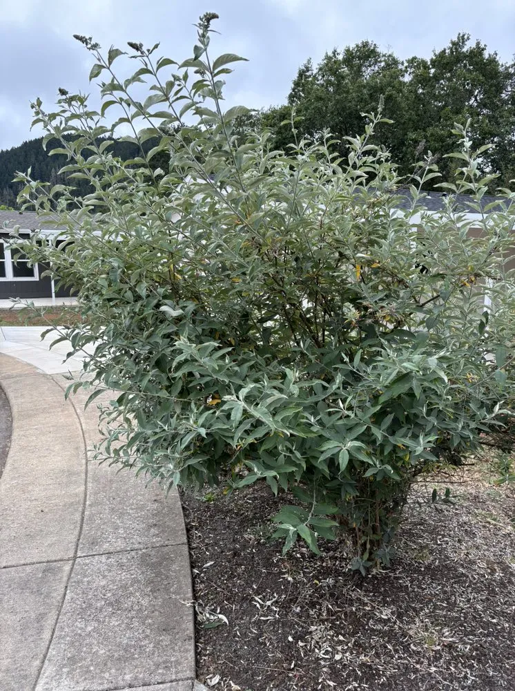 Custom landscape installation in Myrtle Creek, OR - Dan's Tree Removal