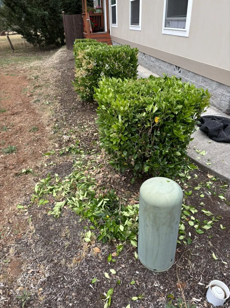 Top-rated lawn care service in Myrtle Creek, OR - Dan's Tree Removal