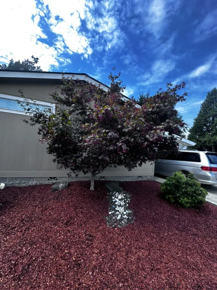 Local yard cleanup service experts serving Myrtle Creek, OR - Dan's Tree Removal