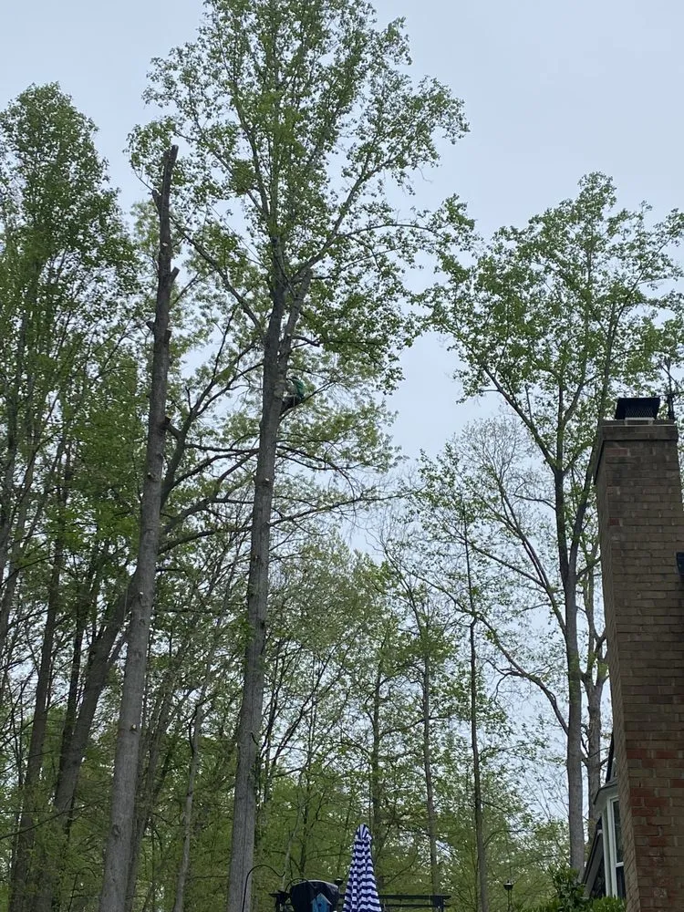 Custom landscaping services for year-round maintenance in Culpeper, VA by Dan's Tree Service & Landscaping