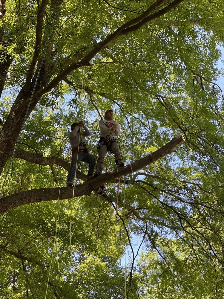 Trusted outdoor landscaping in Culpeper, VA by Dan's Tree Service & Landscaping