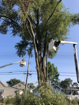 Dan's Tree Service