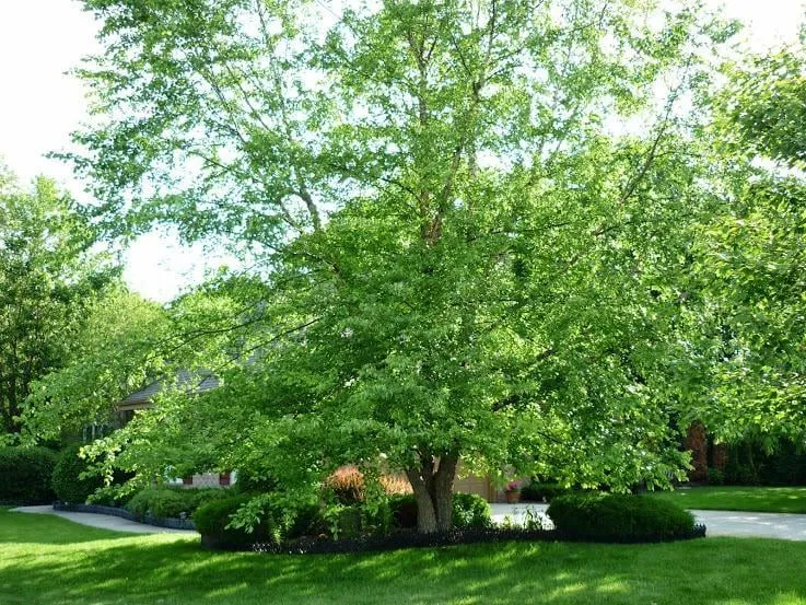 Top-rated landscape design with custom design across New Berlin, WI - Dan's Tree Service
