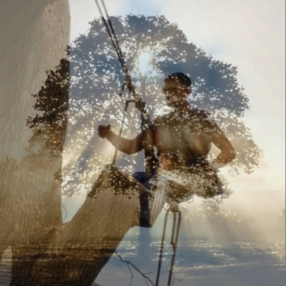 Custom lawn care service in Venice, FL by Dan's Tree Service