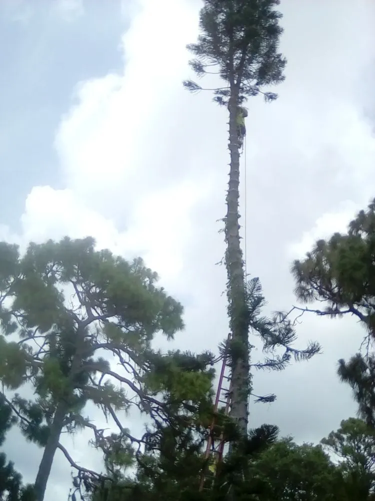 Expert lawn mowing service experts serving Venice, FL - Dan's Tree Service