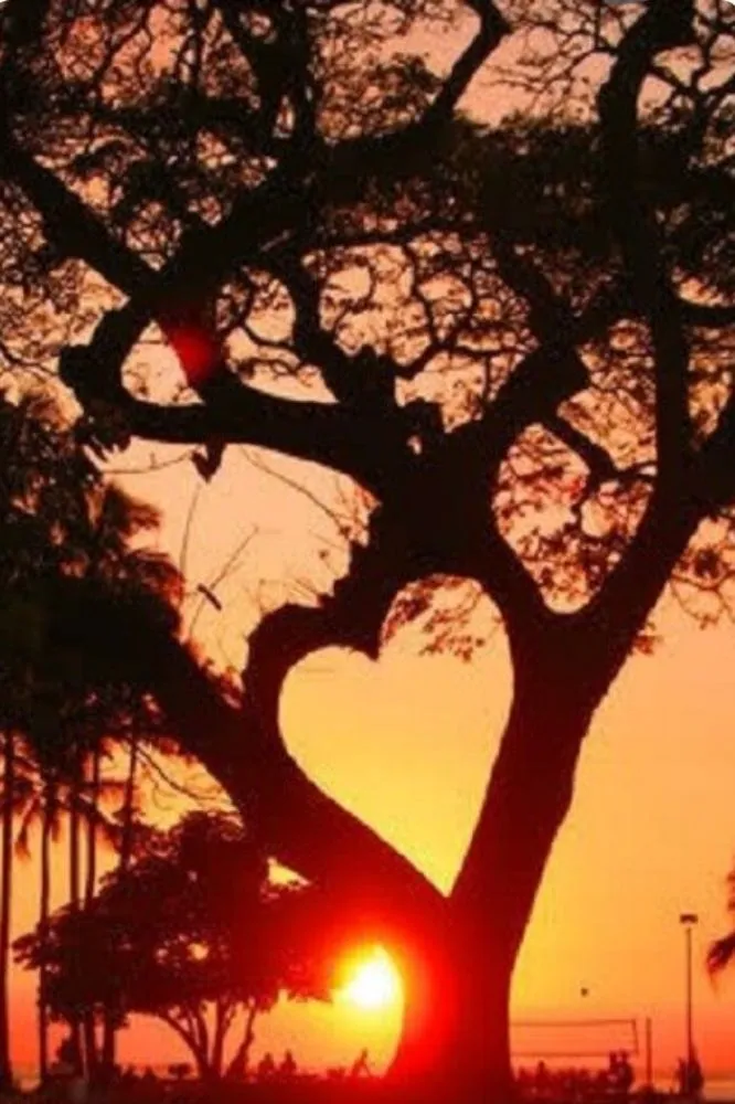 Reliable garden landscaping for outdoor upgrades across Venice, FL - Dan's Tree Service