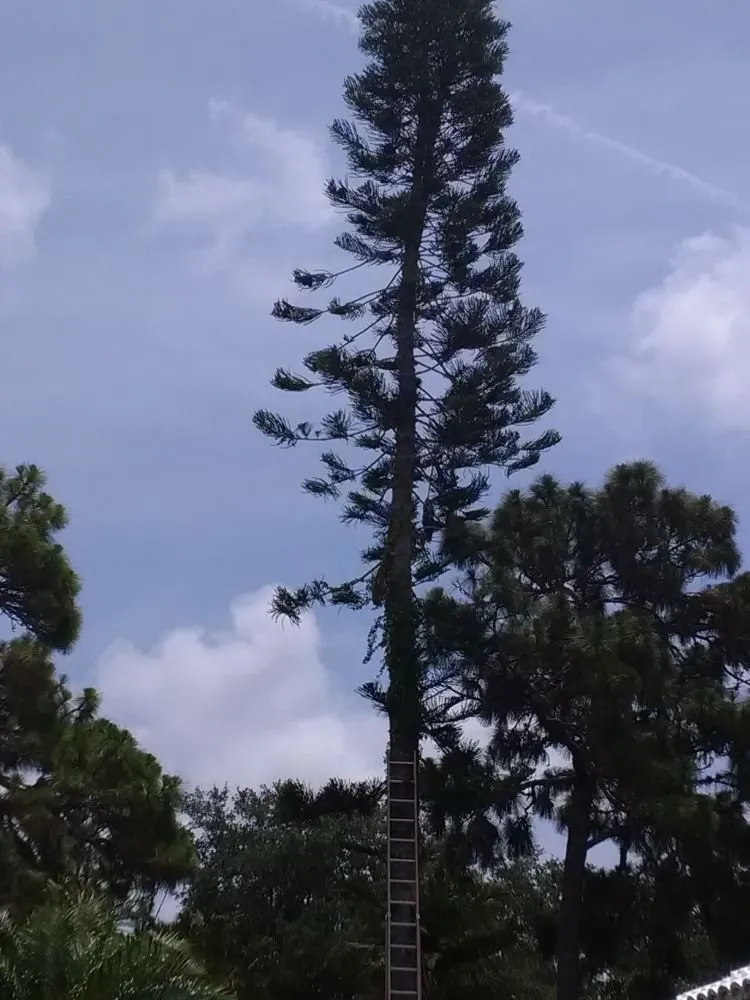 Trusted lawn mowing service experts serving Venice, FL - Dan's Tree Service