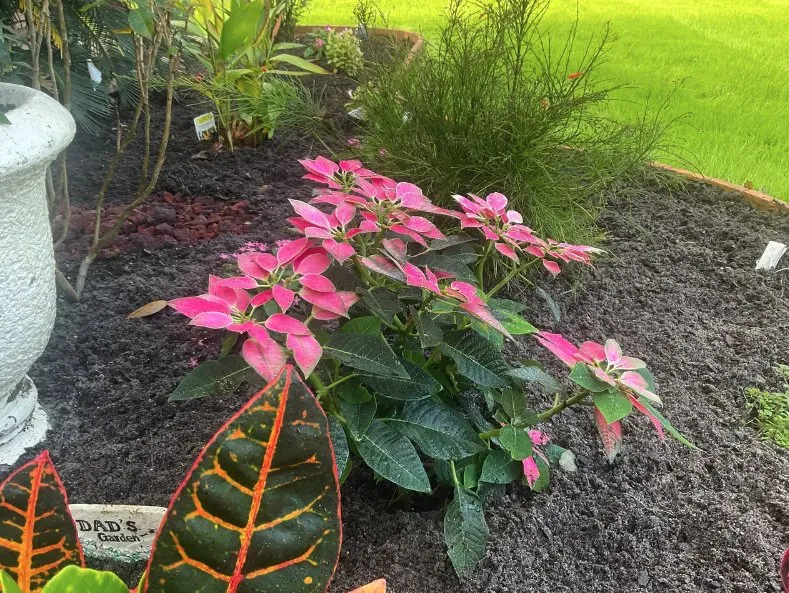 Affordable yard cleanup service experts serving Palatka, FL - Danscapes