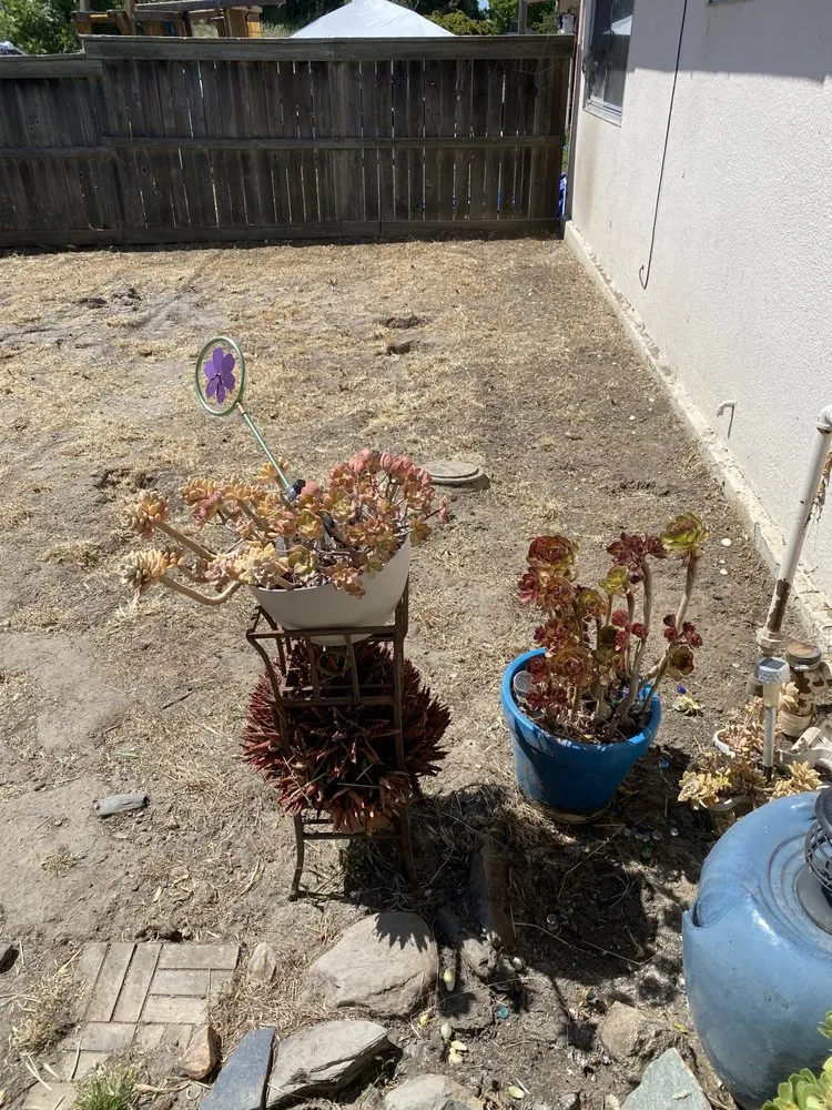 Trusted yard maintenance experts serving Pinole, CA - Dantas Yard Care