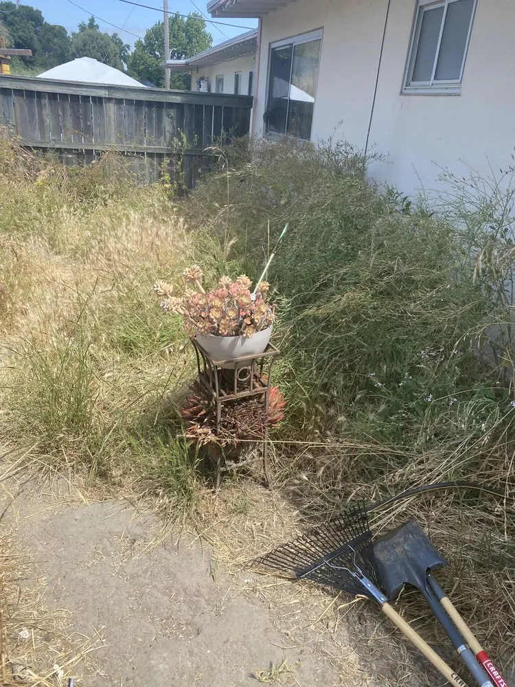 Trusted yard maintenance in Pinole, CA by Dantas Yard Care