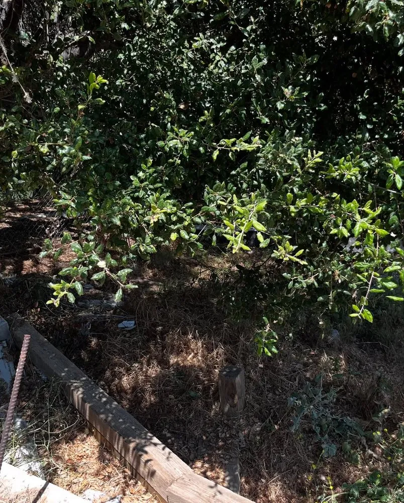 Trusted yard cleanup service experts serving Long Beach, CA - Dantastic Services