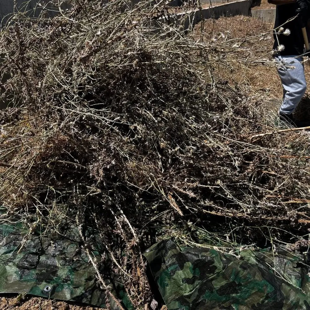 Affordable lawn care service in Long Beach, CA by Dantastic Services