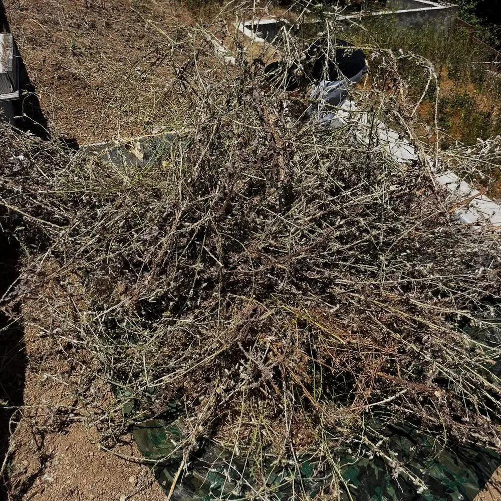 Affordable garden landscaping experts serving Long Beach, CA - Dantastic Services