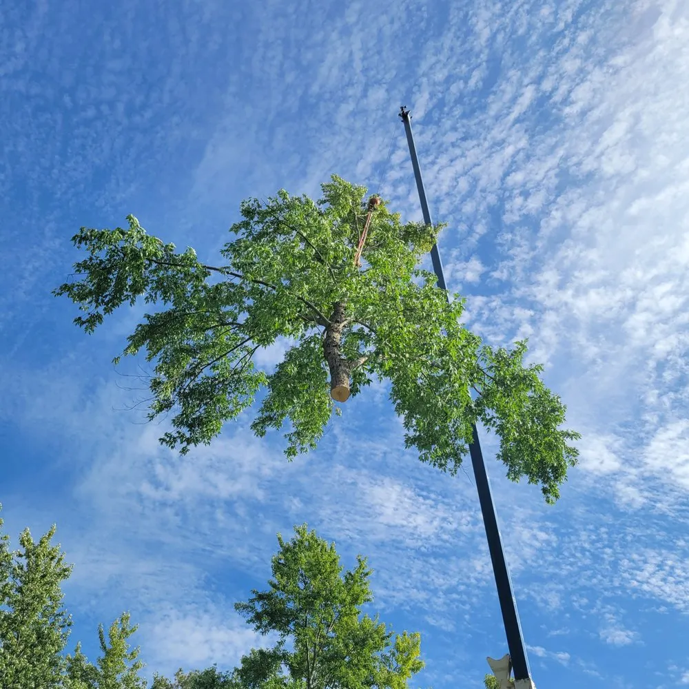 Reliable lawn care service in Hampshire, IL by Dany Tree Service