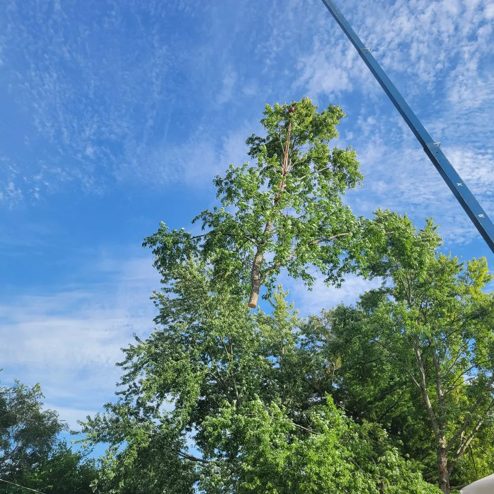 Custom yard cleanup service for year-round maintenance across Hampshire, IL - Dany Tree Service